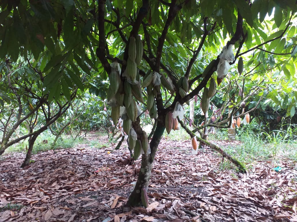 Apropiación y aplicación tecnológica de clones y producción agroforestal sostenible de cacao